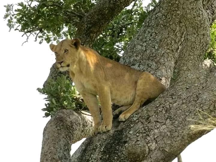 Lioness resting on the branches of a tree
