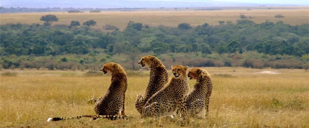 Cheetahs resting in open grassland