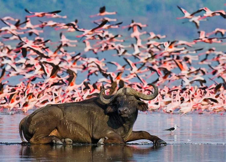 Buffalo in shallow water with flamingos and other waterbirds nearby