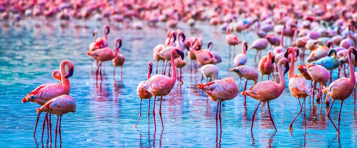 Flamingos gathered in shallow water