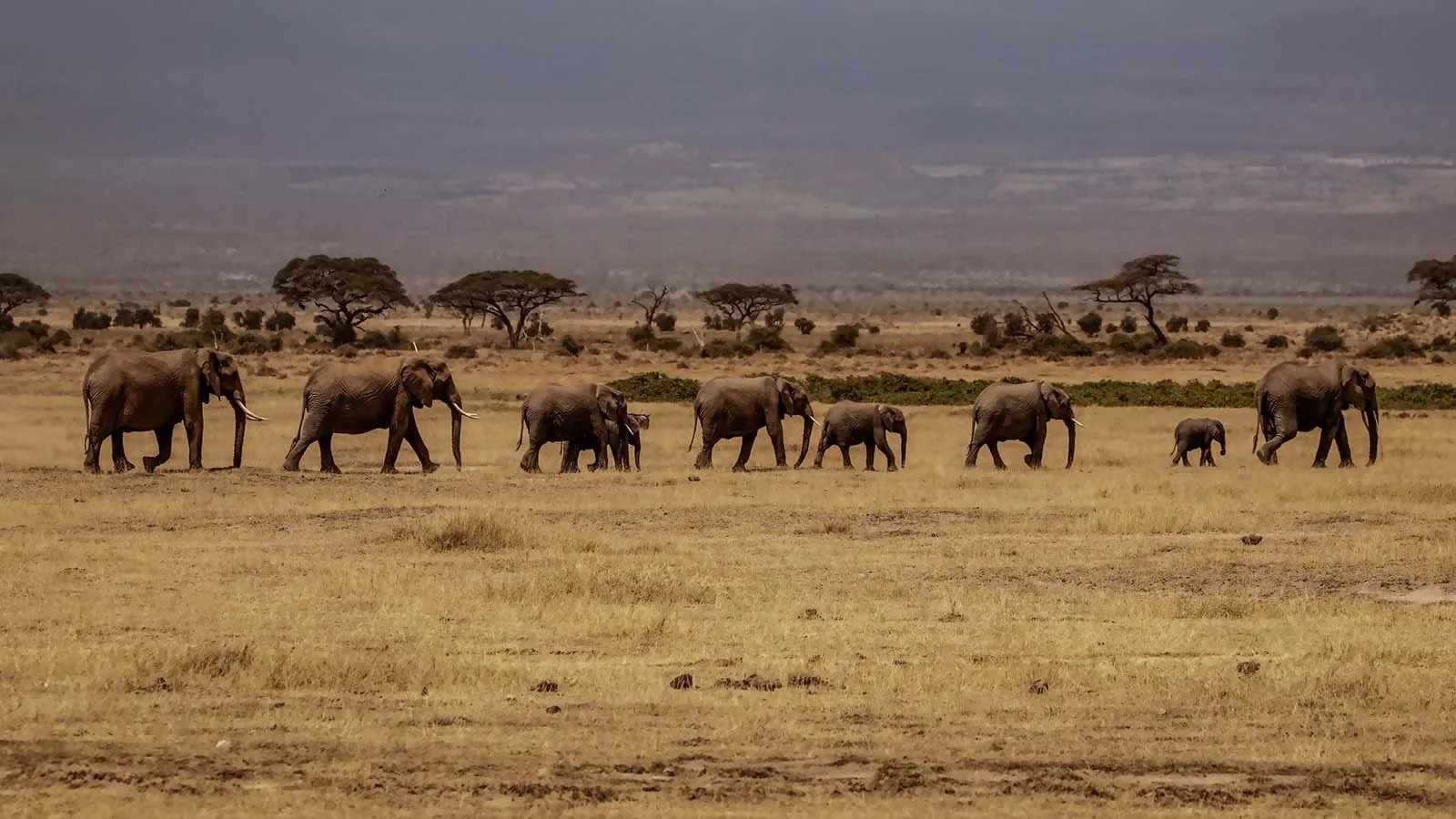 Elephant herd crossing dry grassland with acacia trees and distant highlands