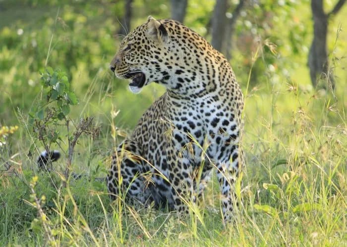 Leopard among grassland vegetation