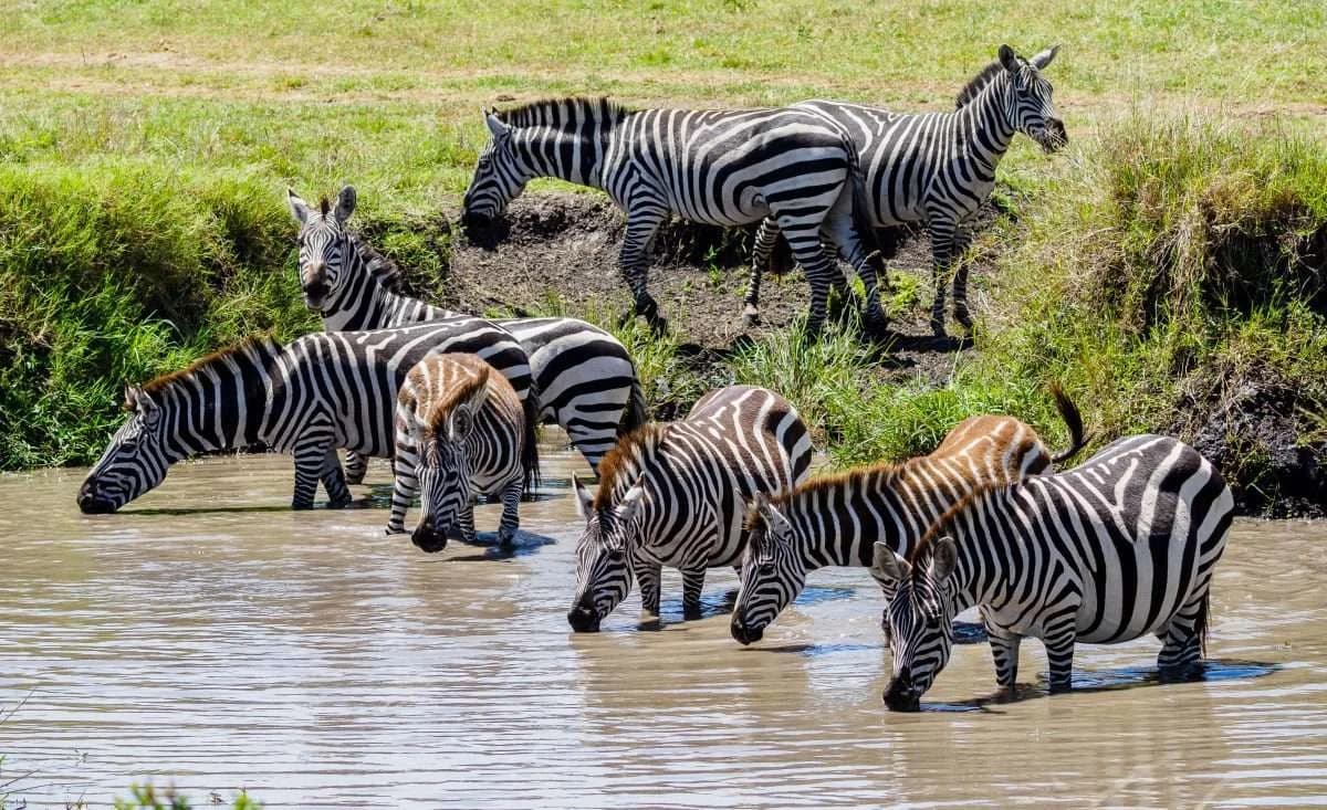 Zebras drinking at the edge of water