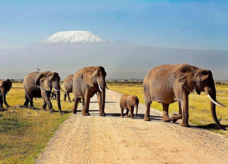 Elephant family walking along a track with a snow-capped mountain in the distance