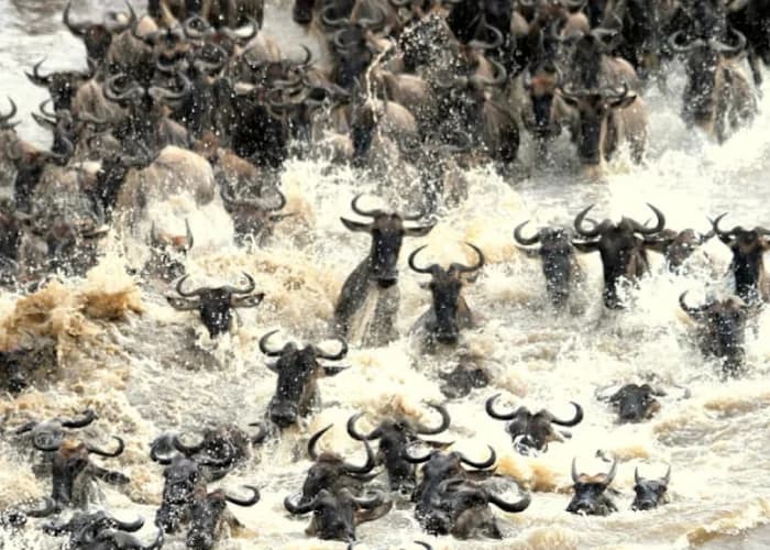Wildebeest herd crossing churning river water