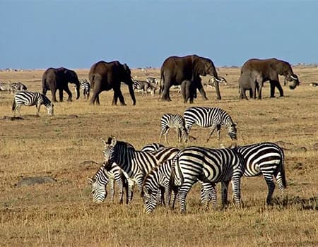 Zebras grazing on open dry grassland with elephants on the distant skyline