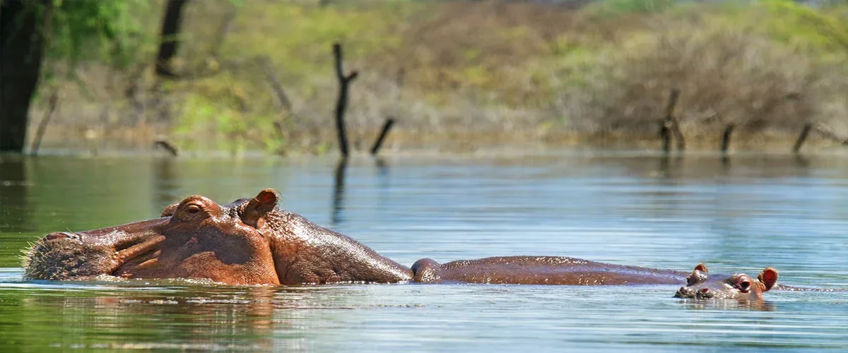 Hippos in freshwater with green vegetation beyond