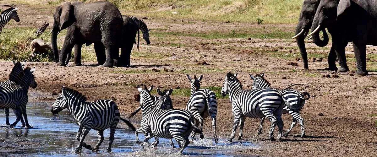 Zebras running through shallow water with elephants on the far bank