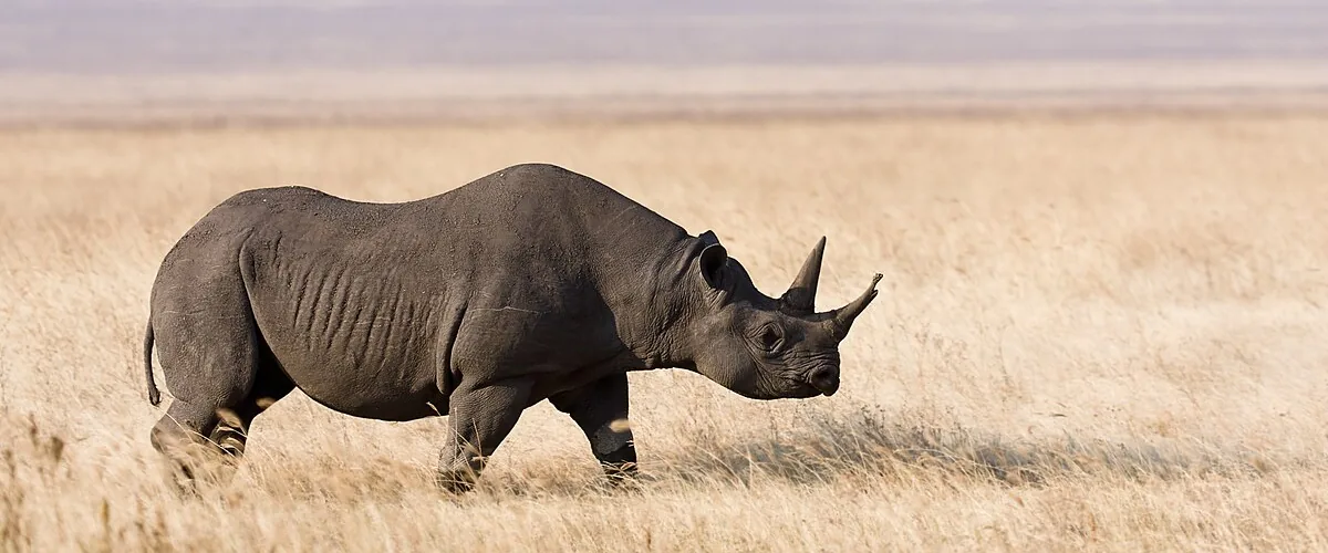 Rhinoceros standing on open grassland