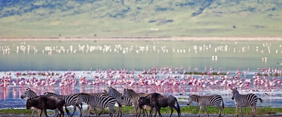 Buffalo and zebras near shallow water with flamingos in the background
