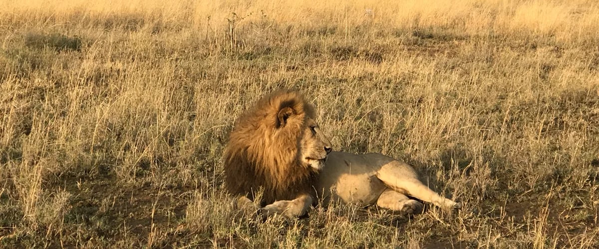 6 Days Kenya Budget Holiday Safari: Masai Mara, Lake Nakuru & Amboseli