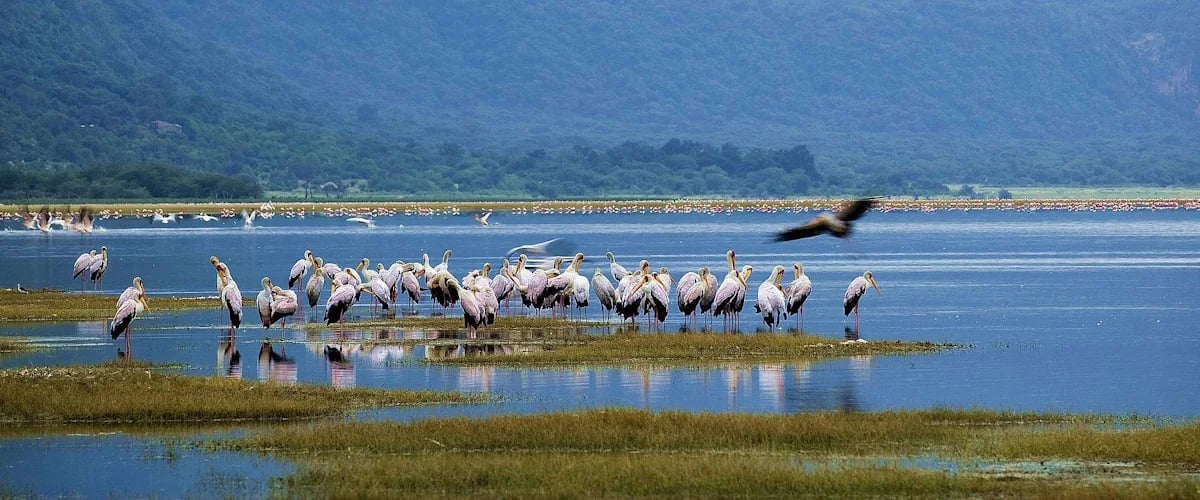 Flamingos in shallow water below a steep escarpment