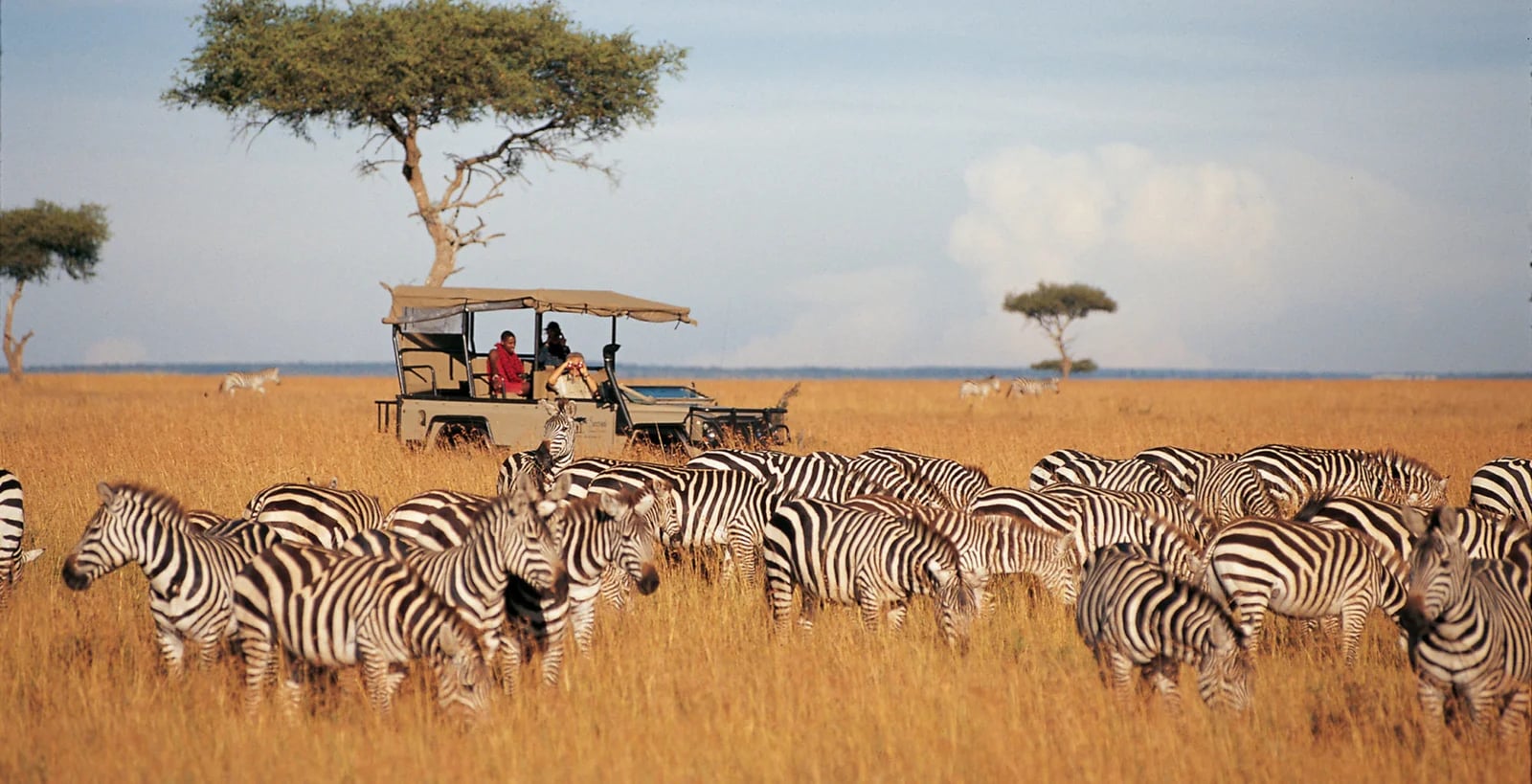 A private safari vehicle stopped among a large herd of zebra on open grassland