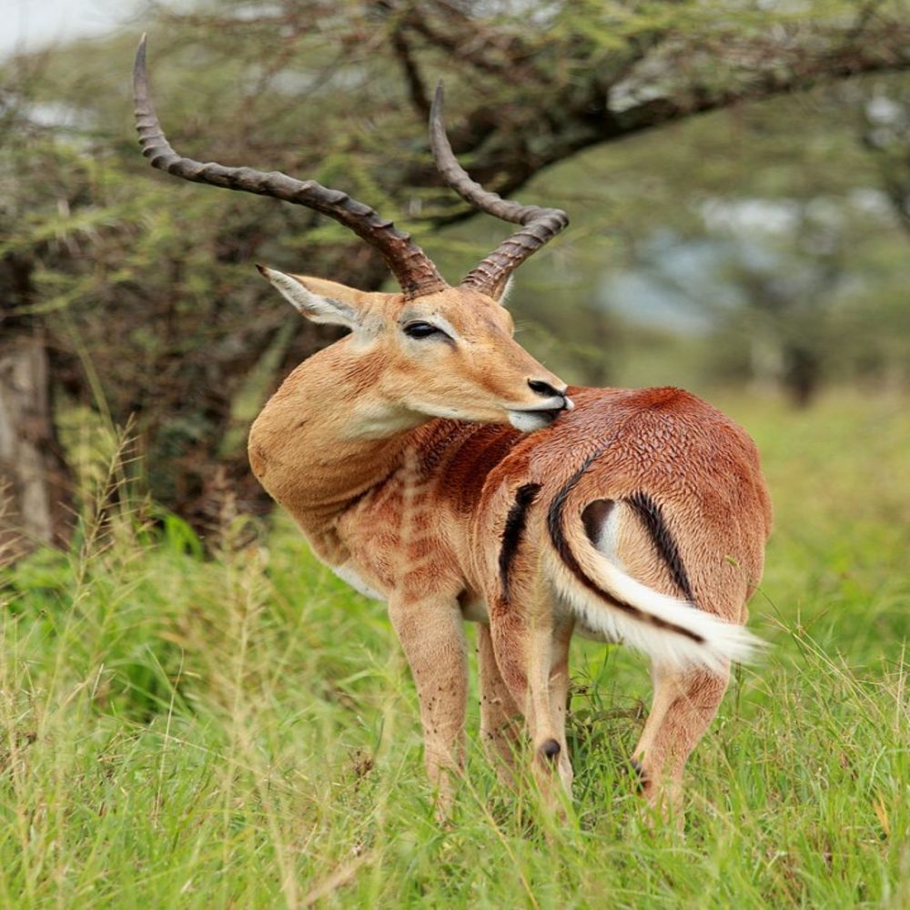kenya tanzania lodge safari