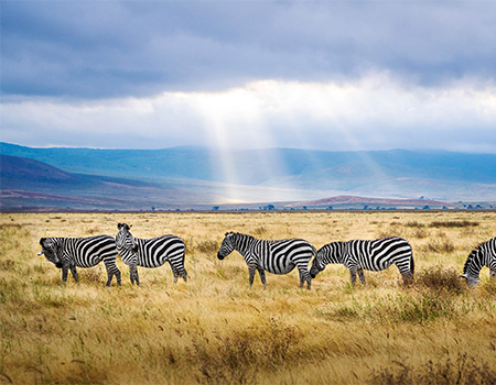 Zebras on the grasslands during a Tanzania safari