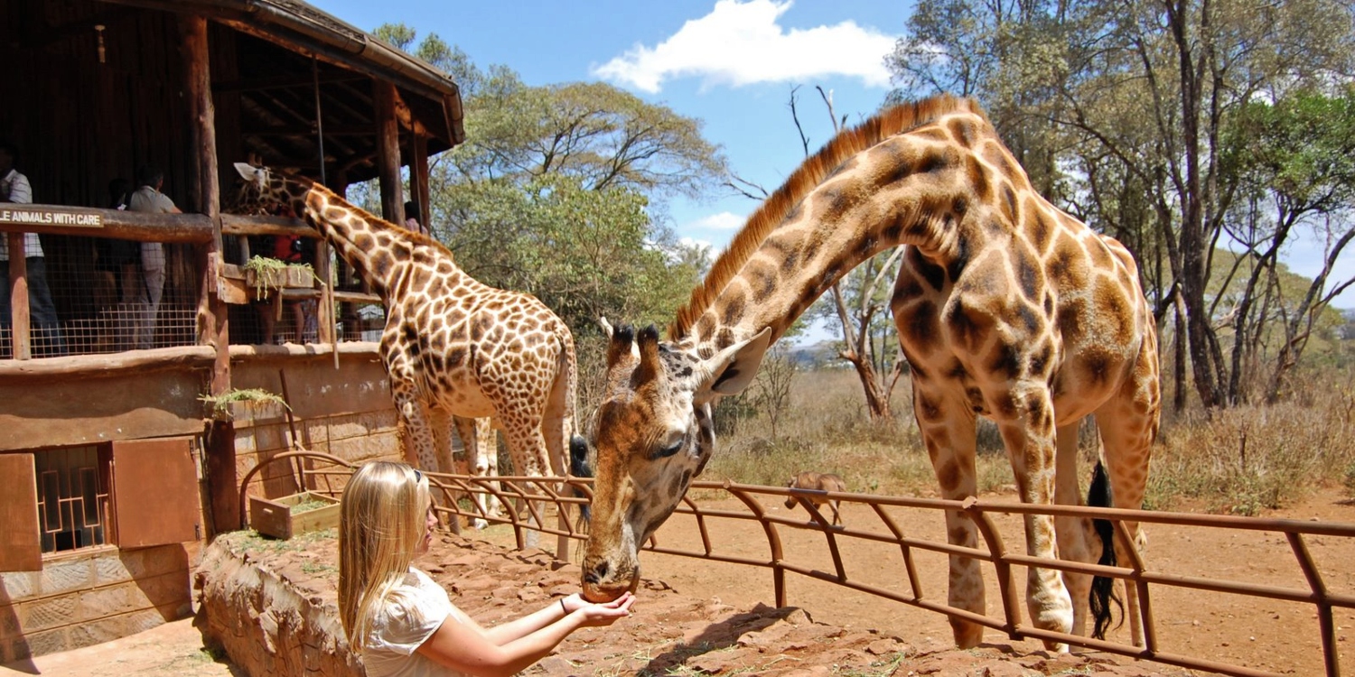 Giraffe at the Giraffe Centre in Nairobi, Kenya