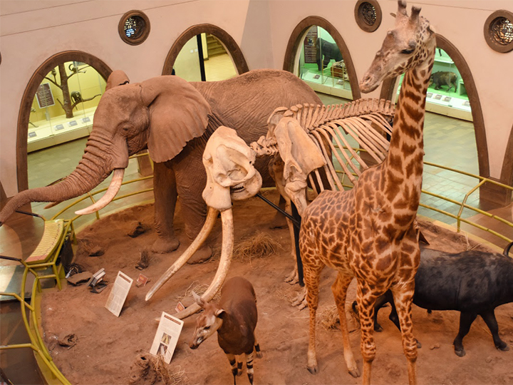 nairobi-national-museum-day-tour-1 nairobi-national-museum-day-tour-1