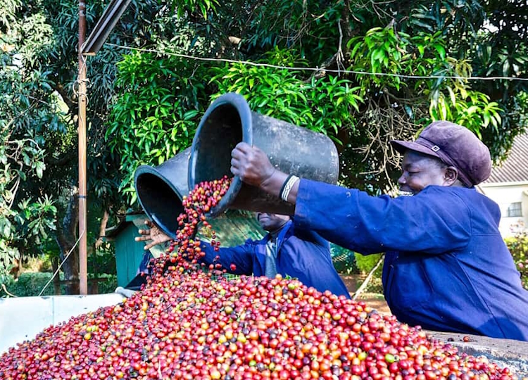 Fairview Coffee Farm