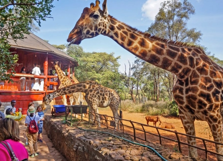 giraffe-centre-nairobi