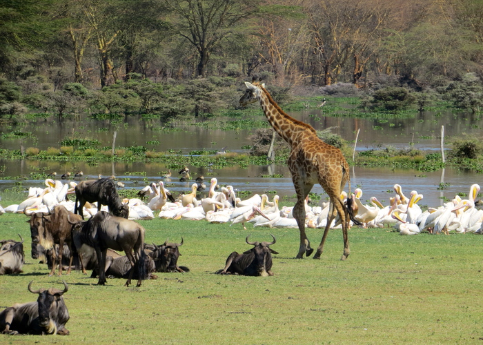 6 DAYS KENYA BUDGET HOLIDAY SAFARIS MASAI MARA,LAKE NAKURU,AMBOSELI