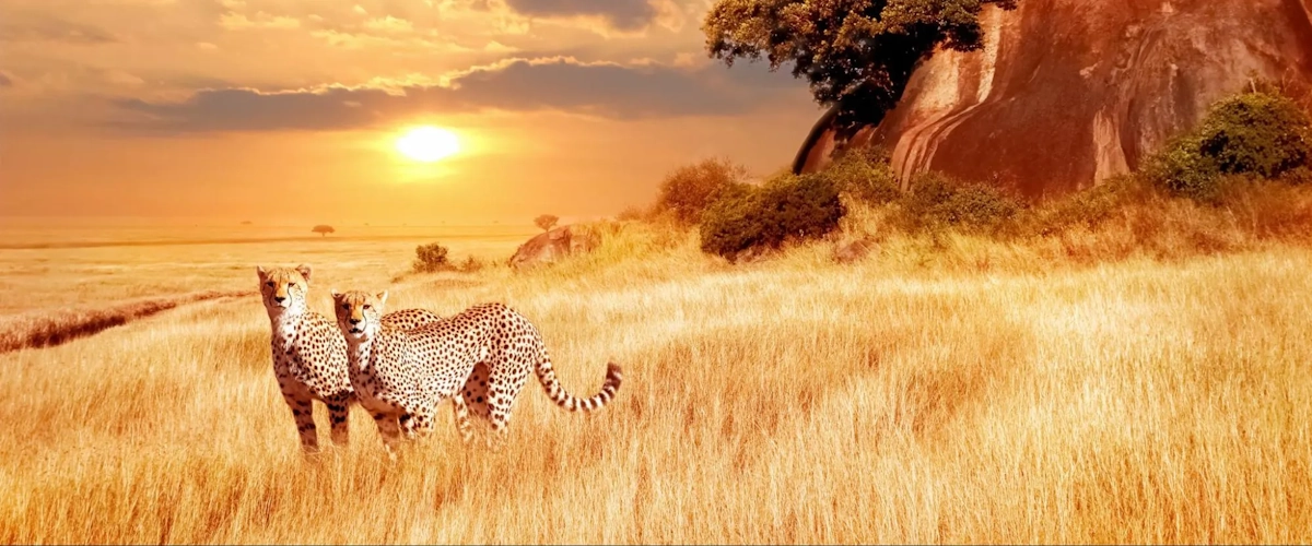 Two cheetahs in the grasslands during a Kenya safari