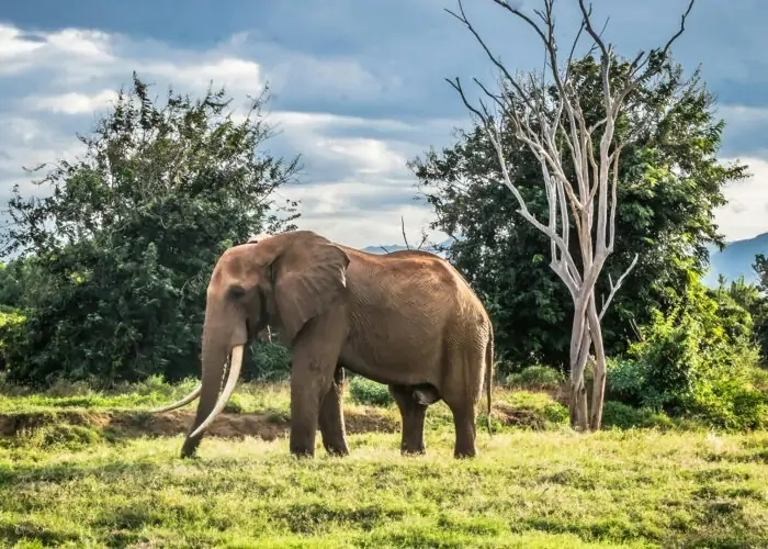 8 DAYS BEST OF KENYA SAFARI MASAI MARA LAKE NAKURU, LAKE NAIVASHA, AMBOSELI AND TSAVO EAST NATIONAL PARK