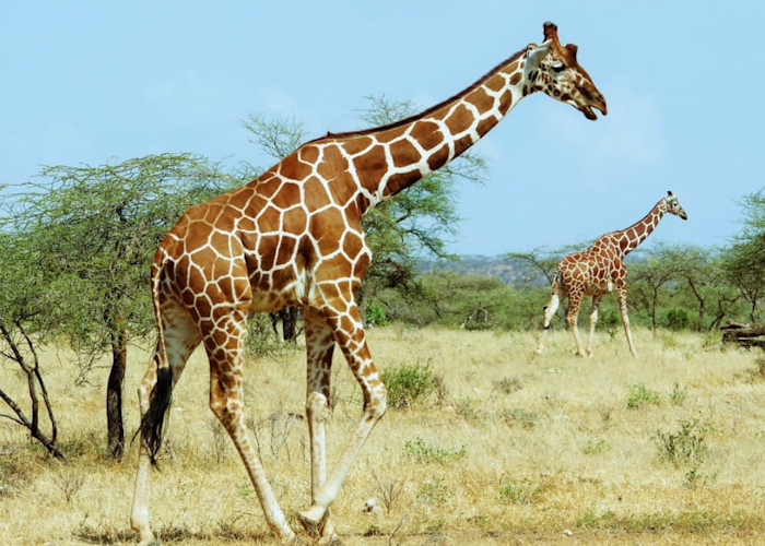 9 DAYS KENYA CAMPING SAFARIS SAMBURU LAKE NAKURU MASAI MARA LAKE NAIVASHA AND AMBOSELI