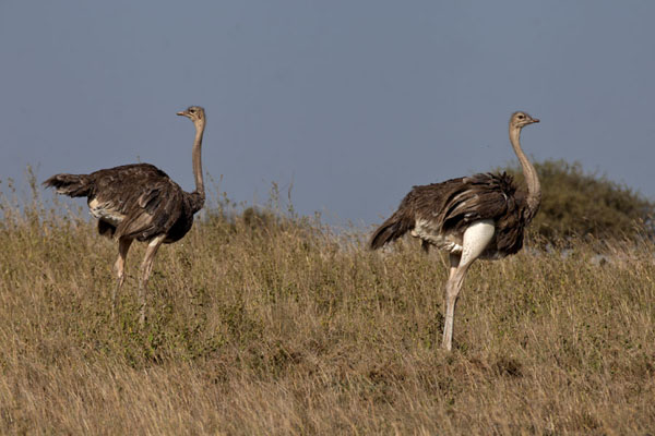 Ostrich in Nairobi National Park, Kenya
